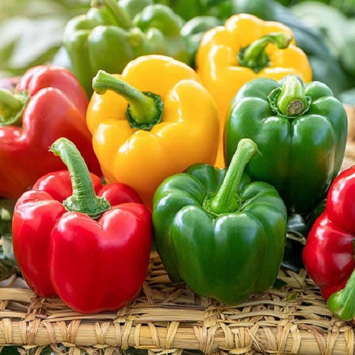 Bell Pepper