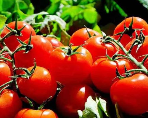 Fresh Tomato Export Image